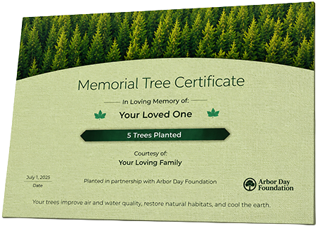 Plant Trees in Memory of Anthony Terrell Davis